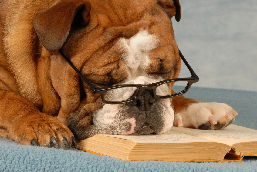 bulldog wearing eyeglasses sleeping over a good novel