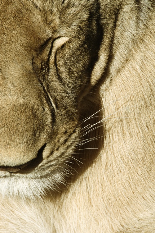 Lioness, (Panthera leo), in extreme close up